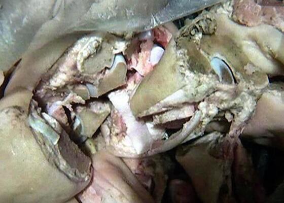 南京一小学配餐公司被曝使用发芽土豆和霉变鸡腿